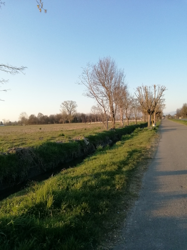 paese_reale_alberi strada pecore